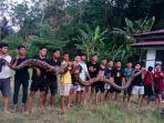 Ular-Piton-gegerkan-warga-di-Enrekang.jpg