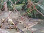 di-penangkaran-Desa-Babana.jpg