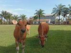sapi-sapi-di-lapangan-Ahmad-Kirang-Mamuju.jpg