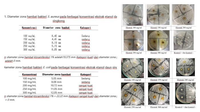 PENELITIAN DAUN SINGKONG - Kolase foto proses penelitian ekstrak daun singkong, tabel 1 (bakteri S. aureus ) dan 2 (bakteri E.coli) diameter hambat zona hambat bakteri S. aureus dan E. coli pada berbagai konsentrasi ekstrak etanol daun singkong (foto kiri). Hasil uji aktivitas antibakteri S. aureus (foto kanan atas) dan hasil uji aktivitas antibakteri E. coli (foto kanan bawah). Alfiah Alif (Dosen Kimia), Erni Rosmawati, Nafil (Mahasiswa Kimia) Universitas Sembilanbelas November Kolaka membuat Penelitian Dosen Mahasiswa (PDM) Tahun 2025, dengan judul penelitian “Analisis Fitokimia, FTIR, dan GC-MS Integratif Ekstrak Etanol Daun Singkong dan Aktivitasnya terhadap Staphylococcus aureus dan Escherichia coli