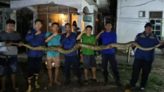 Tim Rescue Damkar Kendari evakuasi ular piton 7 meter di plafon rumah warga Kemaraya