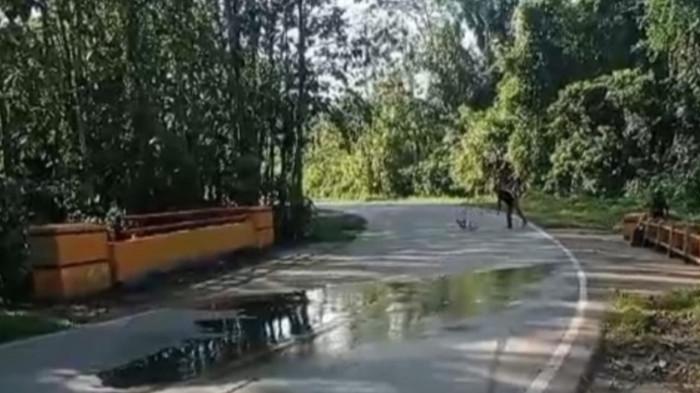 Solar Tumpah Dan Licinkan Tikungan Strategis Di Tongalino, Pengendara Diimbau Waspada
