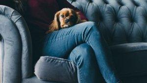 07042023-Foto-Ilustrasi-anjing.jpg