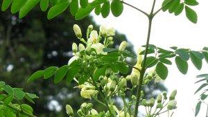 12112022-Manfaat-daun-kelor.jpg