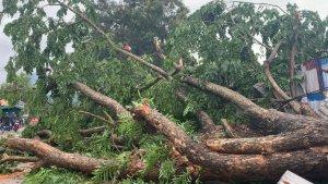 Angin-Disertai-Hujan-Tumbangkan-Pohon-di-Wangkanapi-Baubau-Nyaris-Timpa-Pemilik-Warung.jpg