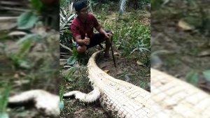 Buaya-ditangkap-warga-hendak-terkam-bocah-saat-mancing-di-sungai-La-Balano-Muna-Sulawesi-Tenggara.jpg