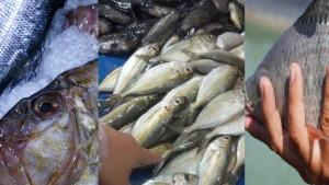 IKAN-PENGGANTI-SALMON.jpg