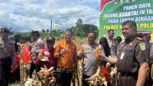 Intip-Panen-Jagung-Hibrida-untuk-Pakan-Ayam-di-Konawe-Sulawesi-Tenggara-7-Hektare-Hasilkan-4-5-Ton.jpg