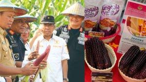 Kalapas-Kendari-Tapianus-Antonio-Barus-mengapresiasi-jagung-pulut-ungu.jpg