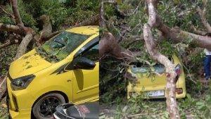 POHON-tumbang-menimpa-minibus-berwarna-kuning-yang-sedang-melintas-di-Kota-Kendari.jpg