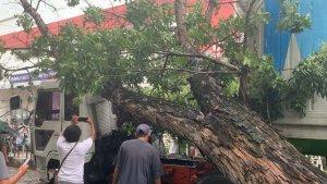 Pohon-Tumbang-Timpa-Truk-Kontainer-Melintas-di-Depan-RS-Siloam-Baubau-Sulawesi-Tenggara.jpg