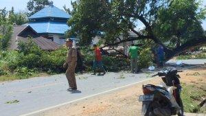 Pohon-Tumbang-di-Desa-Poni-Poniki-Kolaka-Timur-Sualwesi-Tenggara-Hambat-Akses-Jalan-Kendari-Kolaka.jpg