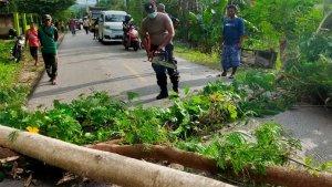 Pohon-Tumbang-di-Jalan-Poros-Baubau-Dievakuasi-Warga-dan-Bhabinkamtibmas-Lalu-Lintas-Kembali-Lancar.jpg