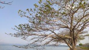 Selain-Pirla-Raha-Ini-Spot-Foto-Berlatar-Belakang-Laut-di-Muna-Sulawesi-Tenggara.jpg