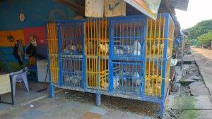 Update-harga-ayam-potong-di-Pasar-Raya-Mekongga-Kabupaten-Kolaka-Sultra.jpg
