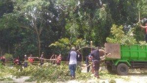 penebangan-sejumlah-pohon-di-Jl-Kapten-Piere-Tandean.jpg