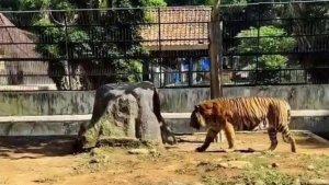 perawat-satwa-tewas-diterkam-harimau.jpg
