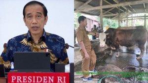 sapi-simental-kurban-Jokowi-Sulawesi-Tenggara.jpg