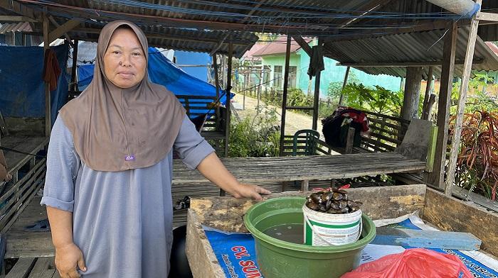 Harga Kerang Pokea di Konawe Sulawesi Tenggara, Bahan Sate hingga Kuliner Khas Pelengkap Sinonggi