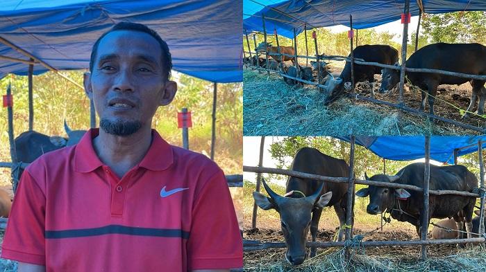 Harga-Sapi-Kurban-di-Kendari-Sulawesi-Tenggara-Mulai-Rp14-Jutaan-Lokasi-dan-Cara-Pemesanan.jpg