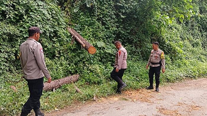 Kronologi-Pengendara-Motor-Meninggal-Dunia-Tertimpa-Pohon-Tumbang-di-Konawe-Sulawesi-Tenggara.jpg