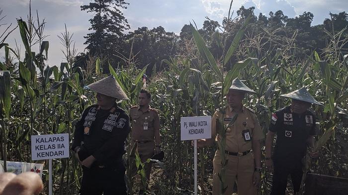 Lapas-Kelas-II-A-Kendari-Panen-Raya-Jagung-Pj-Wali-Kota-Sebut-Hasilnya-Bisa-Disuplai-ke-Daerah-Lain.jpg