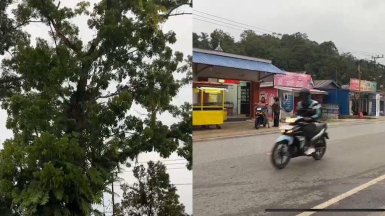 Pohon dan Kabel Listrik Disambar Petir di Abelisawah Konawe, Lampu Padam Mendadak