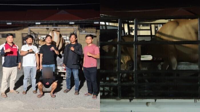 Pria Curi 14 Ekor Sapi di Konawe Ditangkap, Uang Hasil Curian Dipakai Hura-hura di Tempat Karaoke