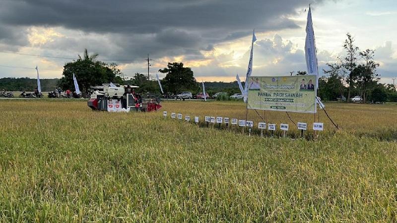 SAWAH-AMOHALO-KENDARI.jpg