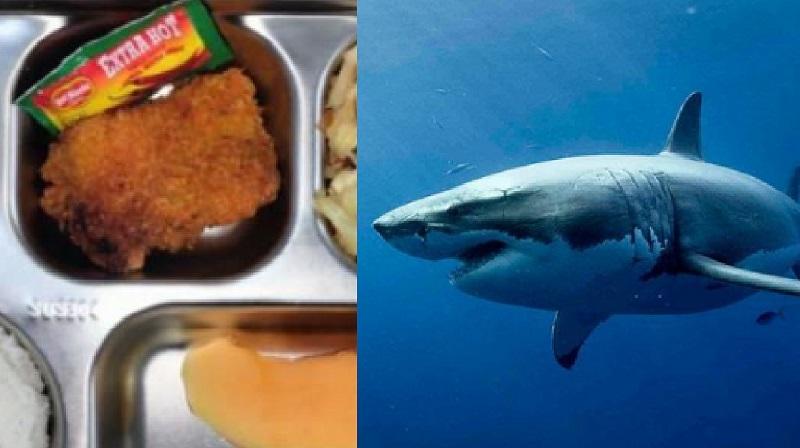 3 Zat Berbahaya Daging Ikan Hiu Bisa Picu Kanker hingga Kerusakan Organ saat Dikonsumsi Manusia