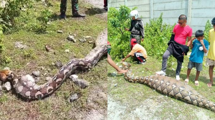 Video-Viral-Ular-Piton-7-Meter-Mangsa-Ternak-Warga-di-Lakudo-Buton-Tengah-Sulawesi-Tenggara.jpg