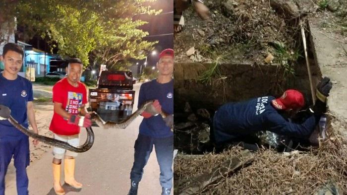 Video-Viral-Ular-Sanca-Sepanjang-3-Meter-Ditangkap-Pemadam-Kebakaran-di-Kolaka-Sulawesi-Tenggara.jpg