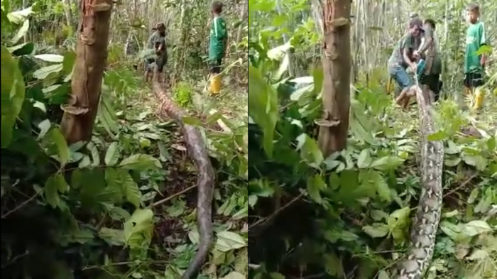 Ular Piton Raksasa Hampir 8 Meter Ditemukan Warga Muna Lagi, Terpaksa Ditarik Motor Usai Dibunuh