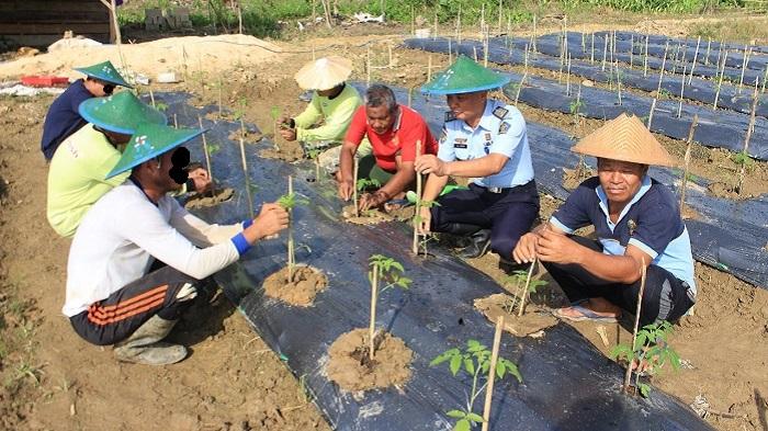 Warga-Binaan-Lapas-Kendari-Sulawesi-Tenggara-Budidaya-Tomat-dan-Cabai-Upaya-Pembinaan-Kemandirian.jpg
