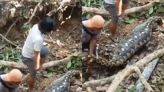 Waspada! Ular Piton Sepanjang 6 Meter Gegerkan Warga Labibia Mandonga Kendari Usai Mangsa Anak Sapi