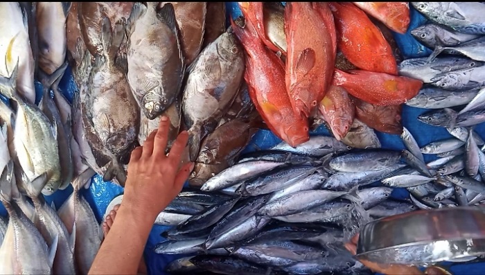 Harga Ikan di Pelelangan Kendari Minggu 26 Juni 2022 Jelang Idul Adha Terpantau Mulai Merangkak Naik