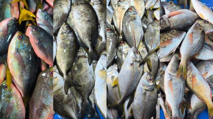Daftar Harga Ikan di Kendari: Katombo, Malaja, Tembang hingga Rambeng Hari Ini 16 Juli 2025