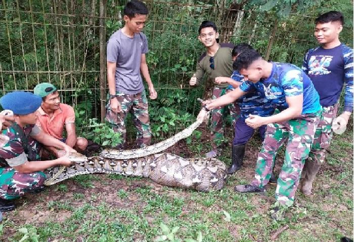 kronologi-penangkapan-ular-piton-di-area-lapangan-Tembak-Anoa-Mako-Lanud-Halu-Oleo.jpg