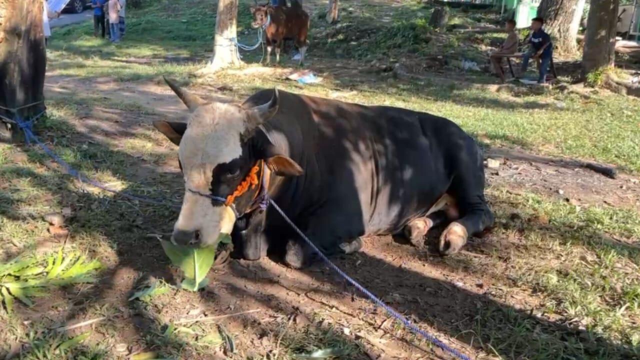 sapi-kurban-Iduladha-2025-milik-Gubernur-Sulawesi-Tenggara-Sultra-Andi-Sumangerukka-di-Kendari.jpg