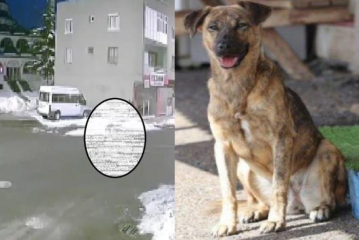 seekor-anjing-melolong-keras-sebelum-terjadinya-gempa-Turki-yang-dahsyat.jpg