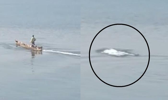 video-viral-aksi-seorang-nelayan-usir-buaya-sambil-berdiri-di-atas-perahu-Kolaka.jpg