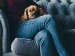 07042023-Foto-Ilustrasi-anjing.jpg