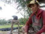 Cerita-Petani-Gagal-Panen-Gegara-Diserang-Hama-di-Konawe-Sulawesi-Tenggara-Kerugian-Ratusan-Juta.jpg
