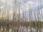 Mangrove-Inner-Ring-Road-Kendari-Sulawesi-Tenggara-Jadi-Destinasi-Wisata-Baru-di-Kota-Lulo.jpg