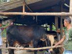 Triton-sapi-persilangan-simental-dan-brahman-dengan-bobot-800-kg-laku-terjual-di-Konawe.jpg