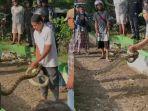 Video-viral-penangkapan-ular-piton-sepanjang-3-meter-di-Kotamara-Kota-Baubau-Sulawesi-Tenggara.jpg