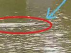 Viral-penampakan-buaya-raksasa-di-Sungai-Konaweha-muncul-di-dekat-pincara-Laosu.jpg