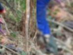 terlilit-ular-piton-konawe-utara-new.jpg