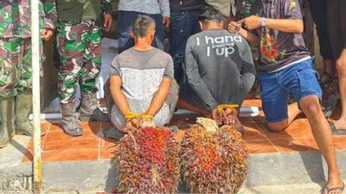 2 Pria di Empat Lawang Kepergok Curi Buah Sawit, Melawan Saat Ditangkap Hingga Lukai Anggota TNI