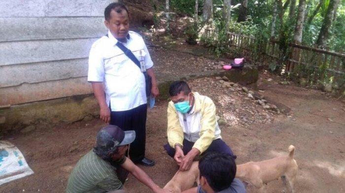 2 Warga Lahat Meninggal Dunia karena Digigit Anjing di Tahun 2024, Simak Ciri-ciri Hewan Rabies